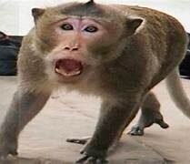 Rampur Bushahr: ब्रौ पंचायत में बंदरों से बचते हुए छत से गिरे 65 वर्षीय सेवानिवृत्त शिक्षक, मौके पर ही मौत