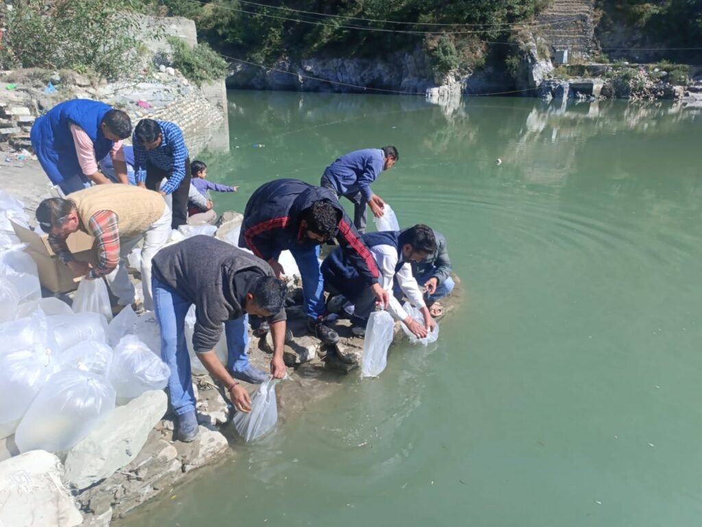 Kullu: हिमाचल प्रदेश मत्स्य विभाग ने ब्यास नदी में किया 1.90 लाख मछली बीजों का संग्रहण