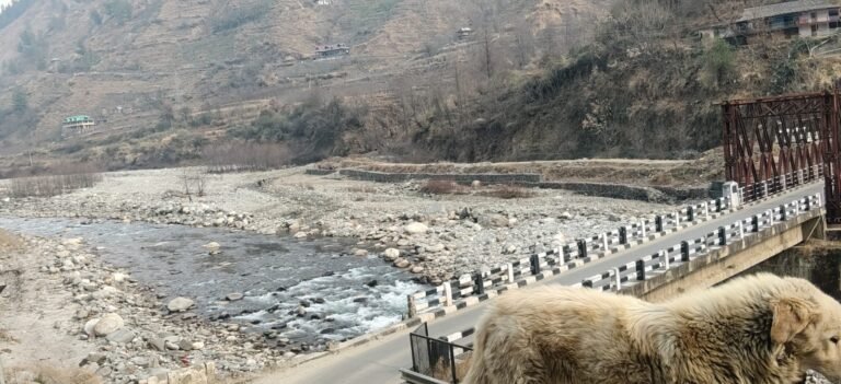 Shimla: बडियारा में नेपाली चौकीदार की निर्मम हत्या, साथियों पर तेजधार हथियार से वार का आरोप