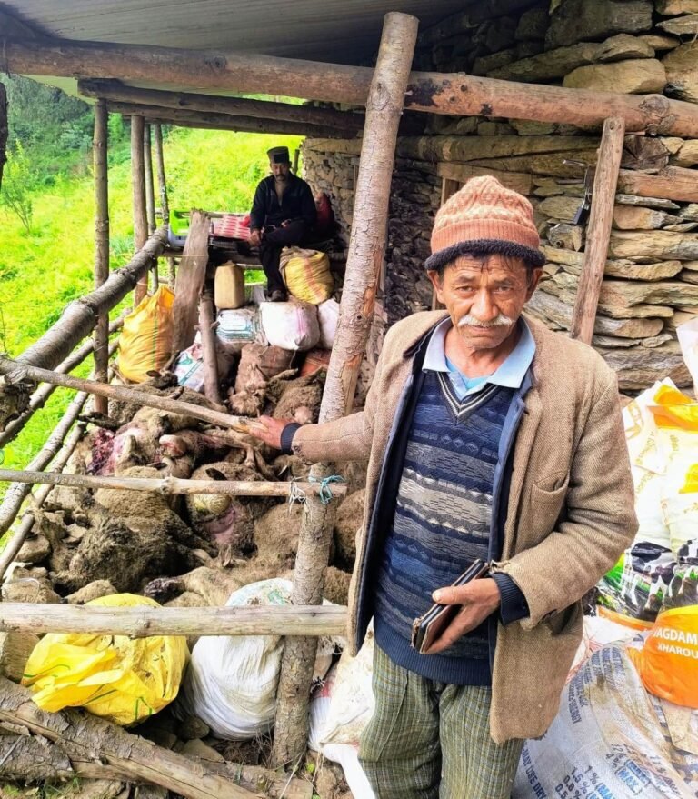 Rampur Bushahr: रामपुर में भालू का आतंक: पशुशाला की छत तोड़ 70 भेड़ों को बनाया शिकार, वन विभाग अलर्ट