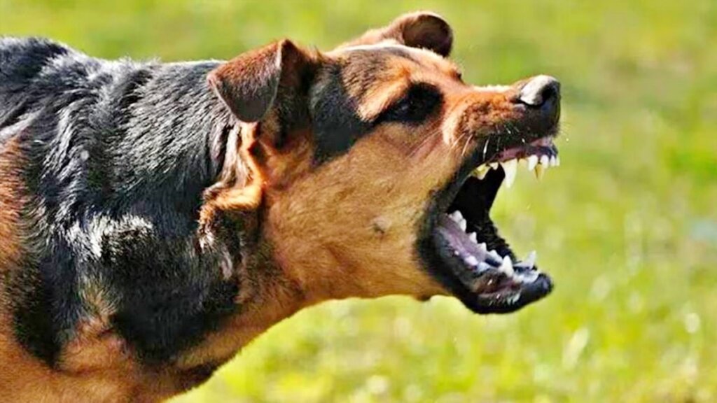 Shimla : आंगन में खेल रही 2 साल की मासूम पर लावारिस कुत्ते का हमला; 25 मीटर घसीटकर जंगल की ओर ले गया, चीखें सुन पहुंचे लोग